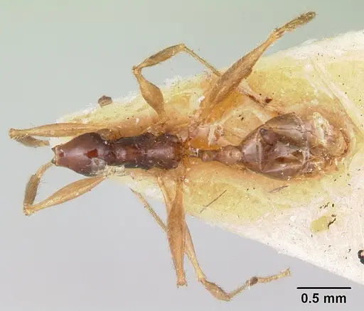 Pheidole bessonii specimen CASENT0101329 image casent0101329_1