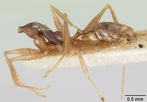 Pheidole bessonii specimen CASENT0101329 image casent0101329_2