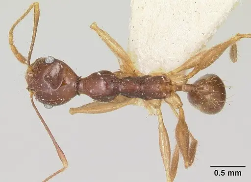 Pheidole bessonii specimen CASENT0101838 image casent0101838_1