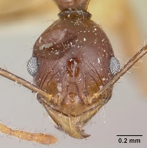 Pheidole bessonii specimen CASENT0101838 image casent0101838_2