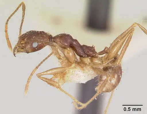 Pheidole bessonii specimen CASENT0101838 image casent0101838_3