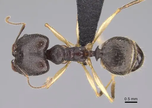 Pheidole bessonii specimen CASENT0432108 image casent0432108_1