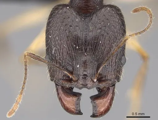 Pheidole bessonii specimen CASENT0432108 image casent0432108_2