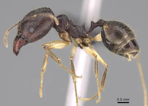 Pheidole bessonii specimen CASENT0432108 image casent0432108_3