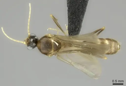 Pheidole bessonii specimen CASENT0450042 image casent0450042_1