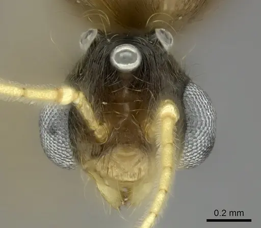 Pheidole bessonii specimen CASENT0450042 image casent0450042_2