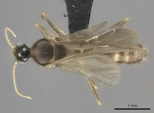 Pheidole bessonii specimen CASENT0450089 image casent0450089_1