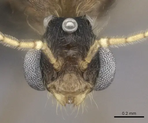 Pheidole bessonii specimen CASENT0450089 image casent0450089_2