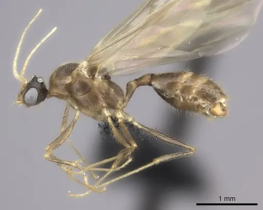 Pheidole bessonii specimen CASENT0450089 image casent0450089_3