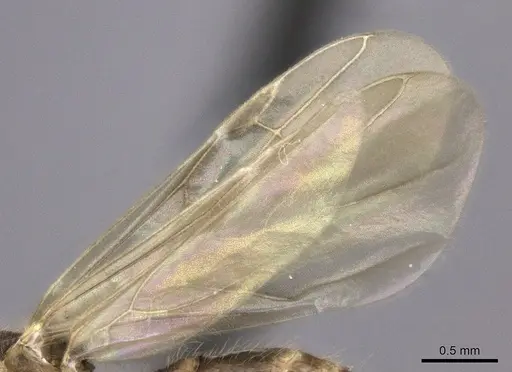 Pheidole bessonii specimen CASENT0450089 image casent0450089_4