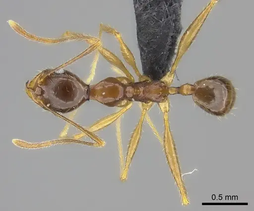 Pheidole bessonii specimen CASENT0450093 image casent0450093_1