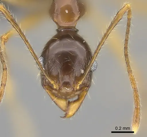 Pheidole bessonii specimen CASENT0450093 image casent0450093_2