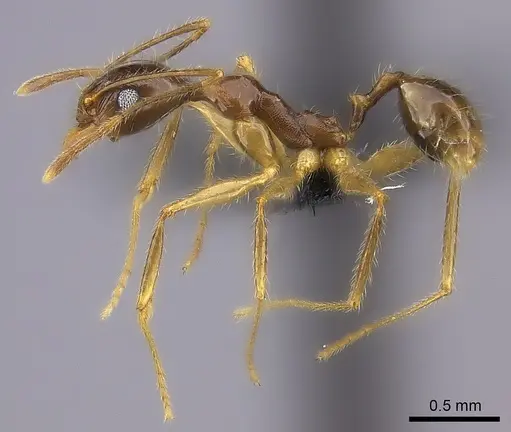 Pheidole bessonii specimen CASENT0450093 image casent0450093_3