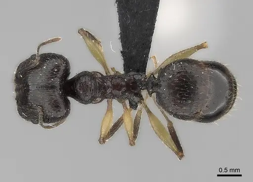 Pheidole bessonii specimen CASENT0457533 image casent0457533_1