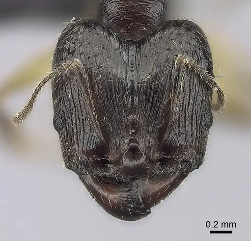 Pheidole bessonii specimen CASENT0457533 image casent0457533_2