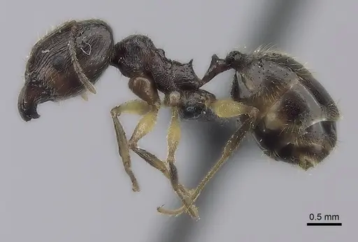 Pheidole bessonii specimen CASENT0457533 image casent0457533_3