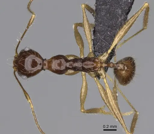 Pheidole bessonii specimen CASENT0491424 image casent0491424_1