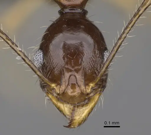Pheidole bessonii specimen CASENT0491424 image casent0491424_2