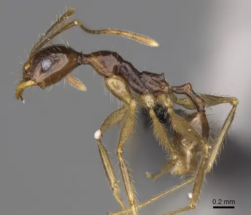 Pheidole bessonii specimen CASENT0491424 image casent0491424_3