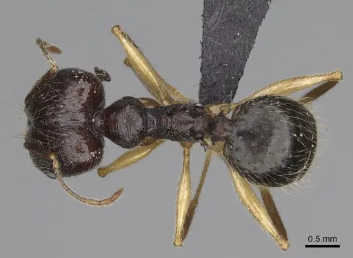 Pheidole bessonii specimen CASENT0491427 image casent0491427_1
