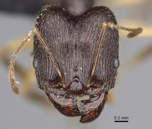 Pheidole bessonii specimen CASENT0491427 image casent0491427_2