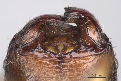 Pheidole bessonii specimen CASENT0491427 image casent0491427_3