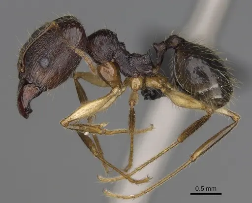 Pheidole bessonii specimen CASENT0491427 image casent0491427_4