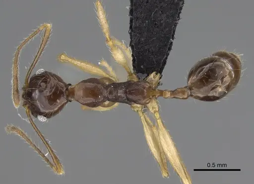 Pheidole bessonii specimen CASENT0496974 image casent0496974_1
