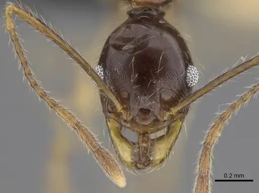 Pheidole bessonii specimen CASENT0496974 image casent0496974_2