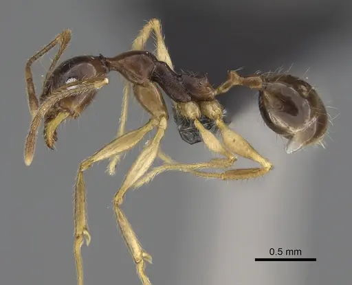 Pheidole bessonii specimen CASENT0496974 image casent0496974_3