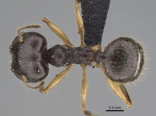 Pheidole bessonii specimen CASENT0496976 image casent0496976_1