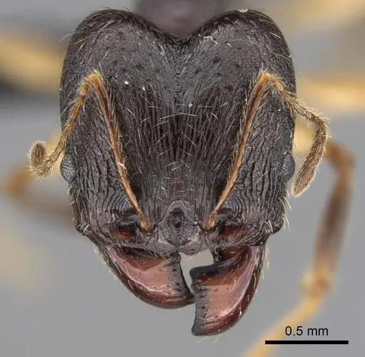 Pheidole bessonii specimen CASENT0496976 image casent0496976_2
