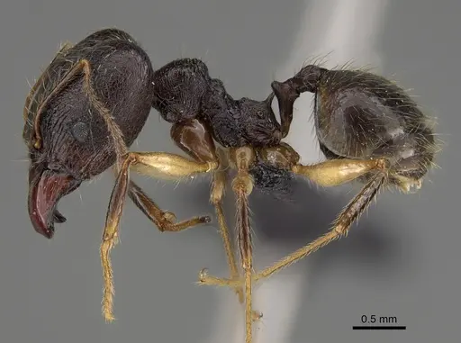 Pheidole bessonii specimen CASENT0496976 image casent0496976_4