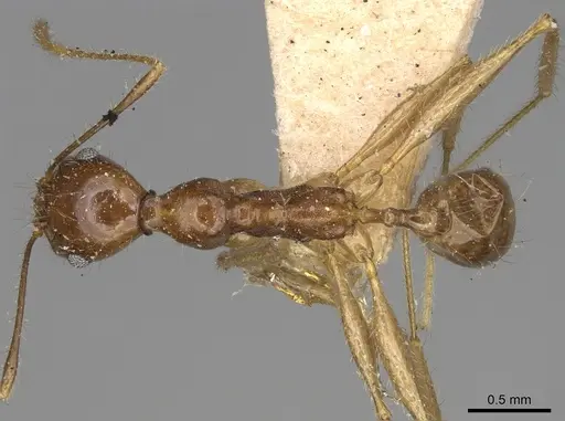 Pheidole bessonii specimen CASENT0923201 image casent0923201_1