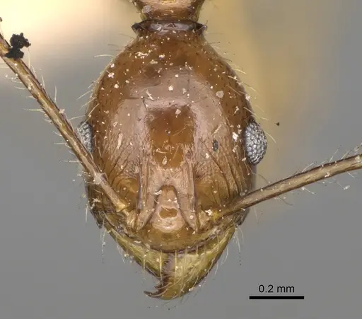 Pheidole bessonii specimen CASENT0923201 image casent0923201_2