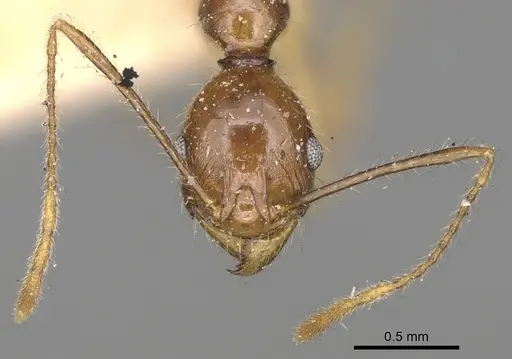 Pheidole bessonii specimen CASENT0923201 image casent0923201_3