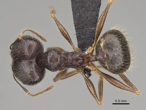 Pheidole bessonii specimen CASENT0923300 image casent0923300_1