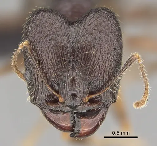 Pheidole bessonii specimen CASENT0923300 image casent0923300_2