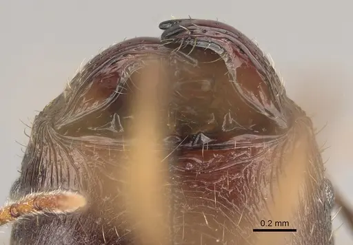Pheidole bessonii specimen CASENT0923300 image casent0923300_3