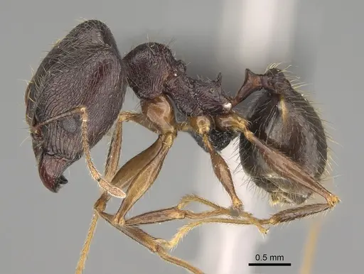 Pheidole bessonii specimen CASENT0923300 image casent0923300_4