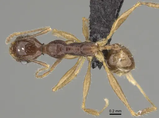 Pheidole bessonii specimen CASENT0923301 image casent0923301_1