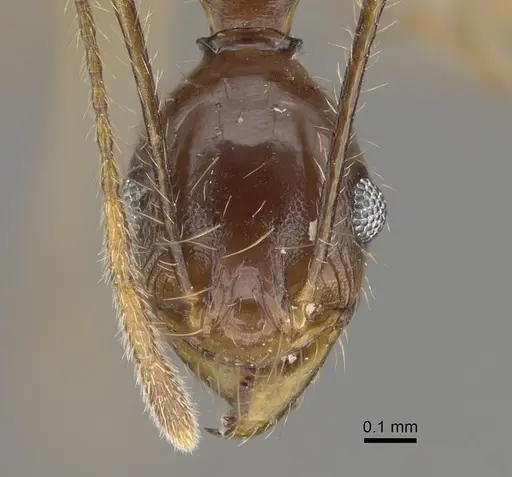 Pheidole bessonii specimen CASENT0923301 image casent0923301_2