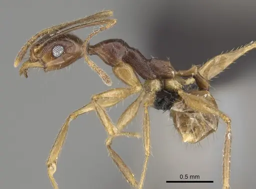 Pheidole bessonii specimen CASENT0923301 image casent0923301_3