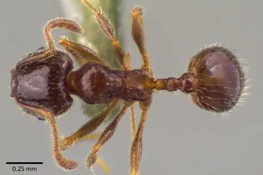 Pheidole bicarinata specimen ANTWEB1041750 image antweb1041750_1