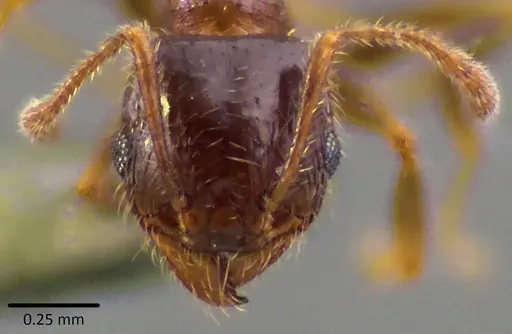 Pheidole bicarinata specimen ANTWEB1041750 image antweb1041750_2