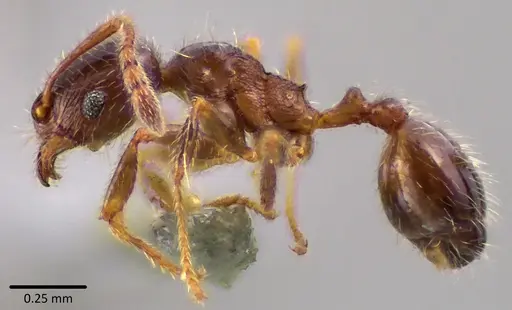 Pheidole bicarinata specimen ANTWEB1041750 image antweb1041750_3