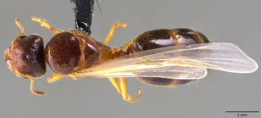 Pheidole bicarinata specimen ANTWEB1060115 image antweb1060115_1