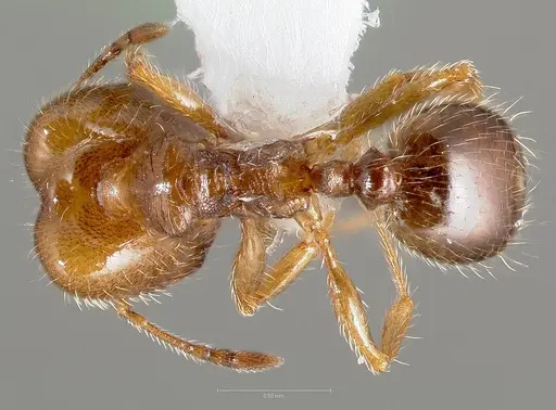 Pheidole bicarinata specimen CASENT0005749 image casent0005749_1