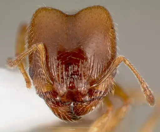 Pheidole bicarinata specimen CASENT0005749 image casent0005749_2