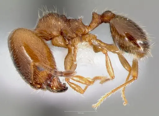 Pheidole bicarinata specimen CASENT0005749 image casent0005749_3
